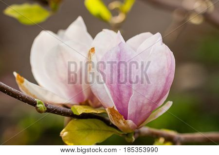 Macro Blooming Magnolia On A Close-up Branch