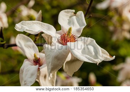 Macro Blooming Magnolia On A  Branch