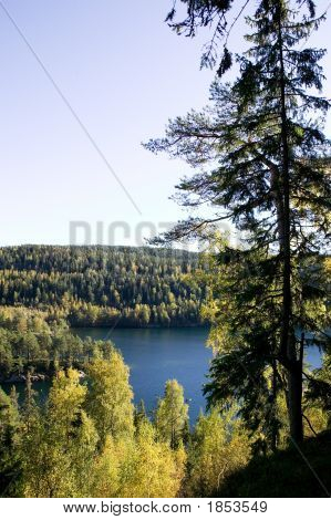 Lago del bosque