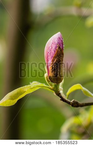 Macro Blooming Magnolia On A  Branch