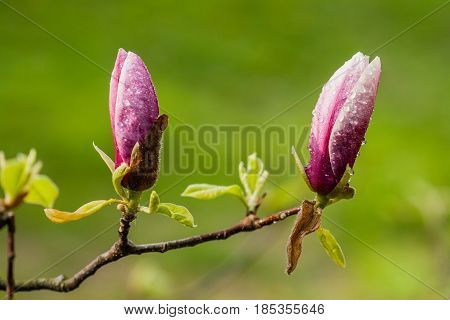 Macro Blooming Magnolia On A  Branch