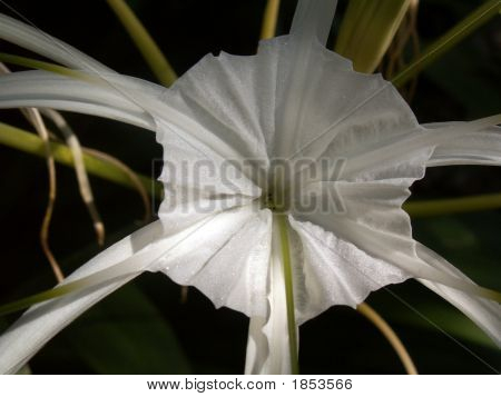 Fiore di seta bianco Kopiera