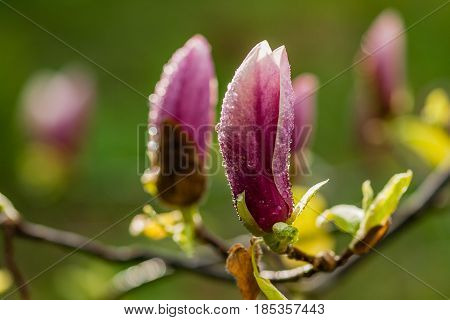 Macro Blooming Magnolia On A  Branch