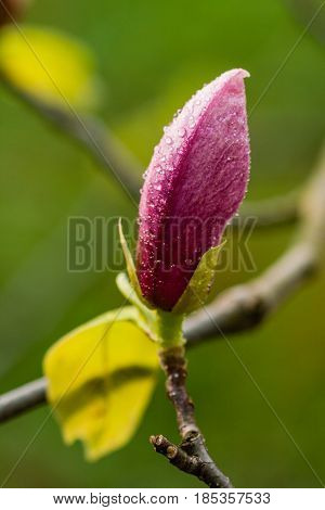 Macro Blooming Magnolia On A  Branch