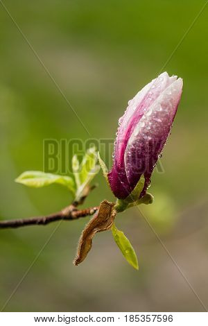Macro Blooming Magnolia On A  Branch