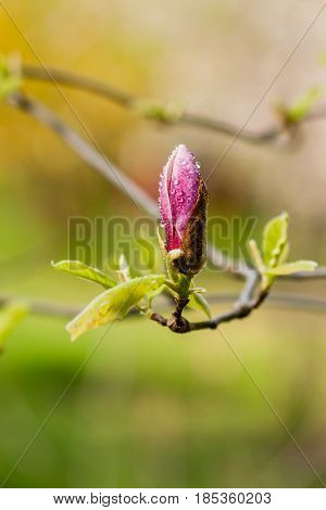 Macro Blooming Magnolia On A  Branch