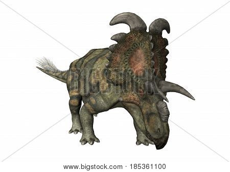 3D Rendering Dinosaur Albertaceratops On White