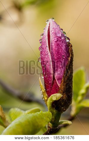 Macro Blooming Magnolia On A  Branch