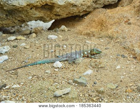 The whiptail blue lizard Cnemidophorus murinus living in Curacao