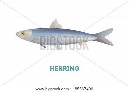 Isolated herring fish on white background. Seafood.