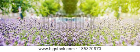 Wide view over beautiful lavender seen in the city with defocused urban environemnt in the background
