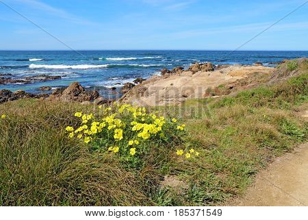 Early spring yellow flowers of the escaped weed Bermuda buttercup (Oxalis pes-caprae) at Asilomar State Beach on the Monterey Peninsula in Pacific Grove California