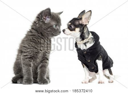 Cat and chihuahua dressed looking at each other, isolated on white