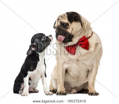 Pug with bow tie looking at a chihuahua, isolated on white
