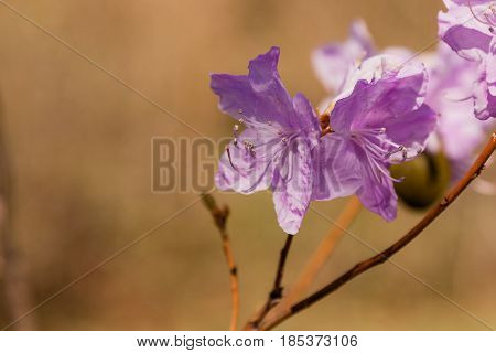 Macro Of A Branch Of Ledum Flower