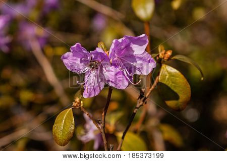 Macro Of A Branch Of Ledum Flower