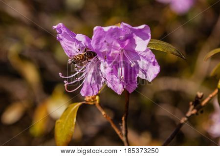 Macro Of A Branch Of Ledum Flower