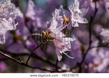 Macro Of A Branch Of Ledum Flower