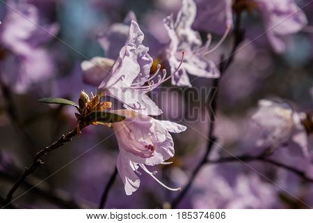 Macro Of A Branch Of Ledum Flower