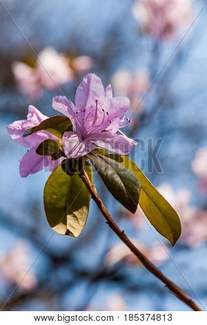 Macro Of A Branch Of Ledum Flower