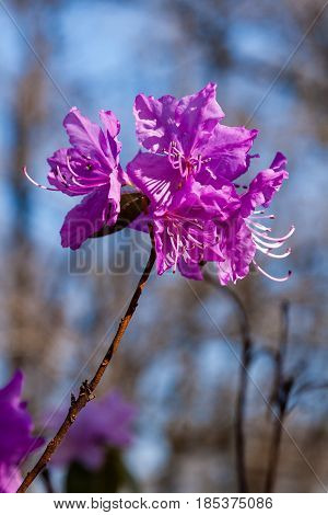 Macro Of A Branch Of Ledum Flower