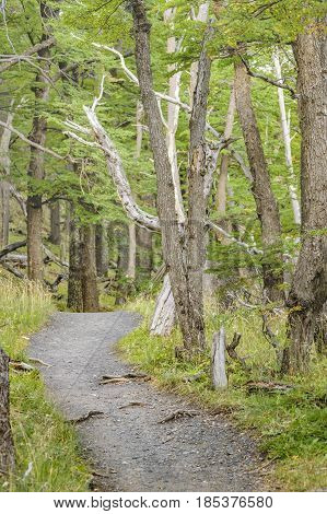 Patagonia landscape scene at forest in one of the trekking roads at El Chalten Argentina