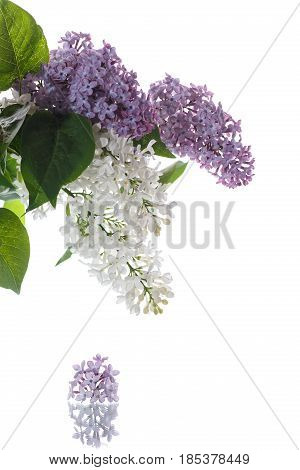 Bouquet Of Lilac