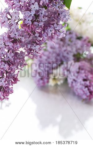 Bouquet Of Lilac