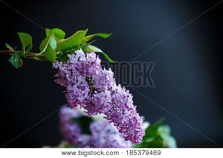 Branch Of Lilac
