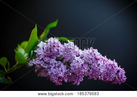 Branch Of Lilac