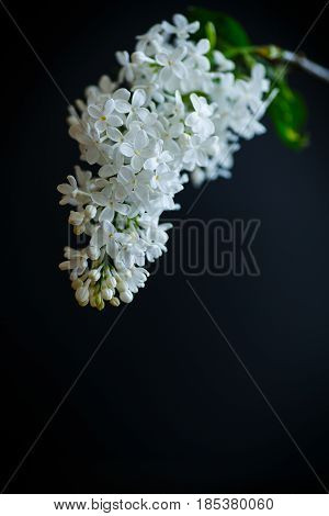 Branch Of Lilac