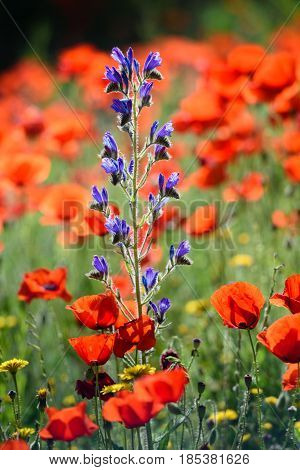 Viper's bugloss or blueweed, Echium vulgare, bloom in wild, close-up, selective focus, shallow DOF
