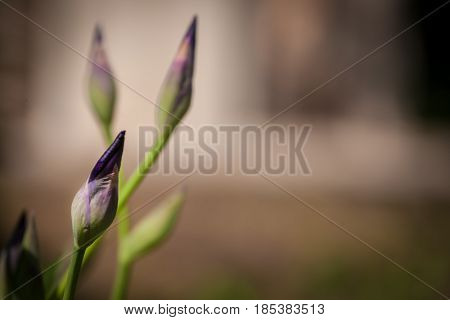 Closeup of blue iris flowers. Blooming iris flowers in garden.