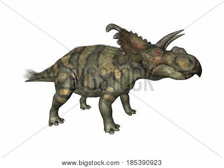 3D digital render of a dinosaur Albertaceratops isolated on white background