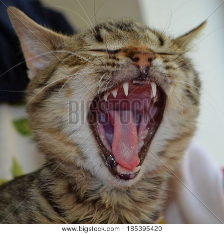 Bengali cat with green eyes and open mouth
