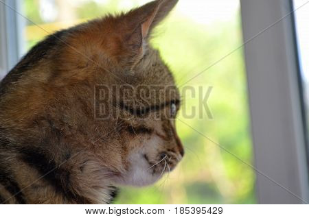 Bengali cat with green eyes looks closely