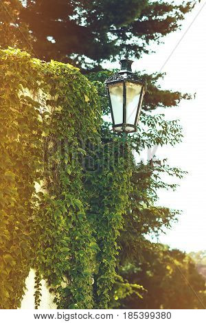 Night Street Lamp Overgrown With Green Ivy