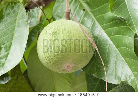 Green santol on tree with green leaf.