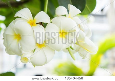 Plumeria flowers white flowers in the garden