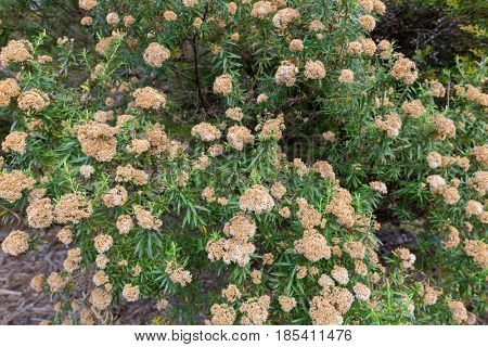 Flowers of tree everlasting shrub, Ozothamnus ferrugineus growing in high heathy scrub in Tasmania, Australia