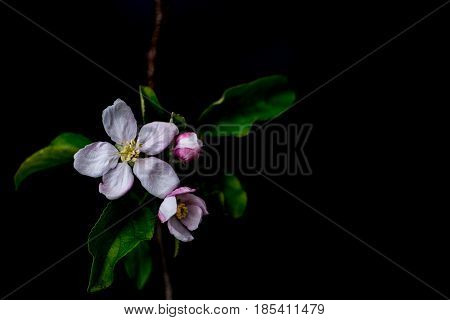 Apple blossom flowers close up isolated on a black background shallow depth of field low key selective focus