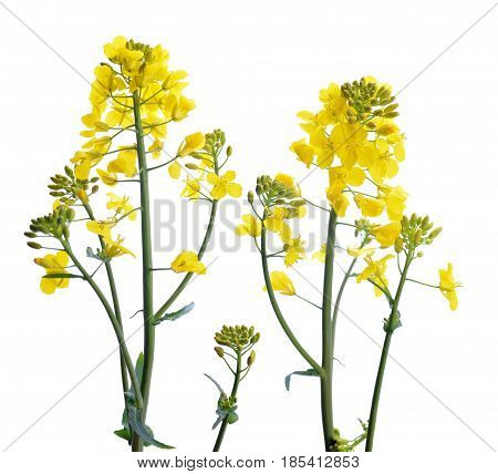 Flower of a rapeseed, Brassica napus, isolated on white background.