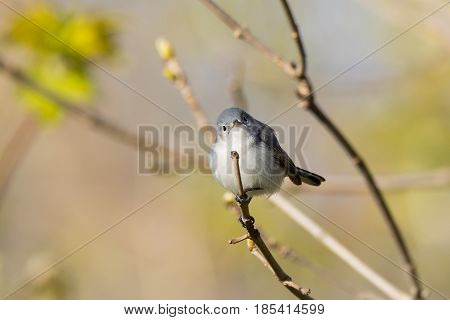 A Blue-gray Gnatcatcher perched on a branch during the spring migration in Wisconsin.
