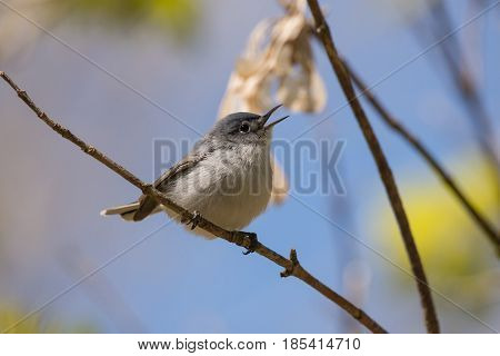 A Blue-gray Gnatcatcher singing from a branch during the spring migration in Wisconsin.