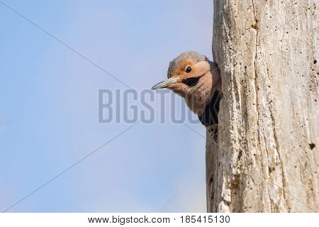 A Northern Flicker peeking out of a nest cavity in a dead tree.
