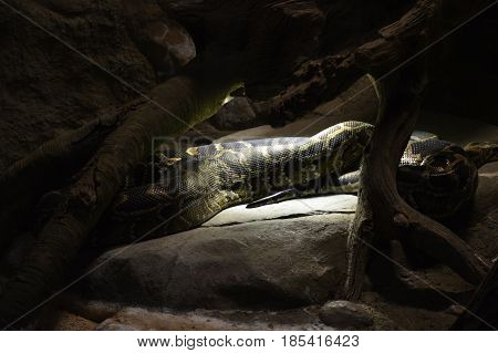 A Burmese python laying under a heat lamp