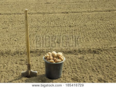 A bucket of potatoes and a shovel before planting