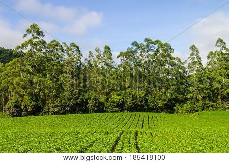 Soy Plantation And Eucalyptus Forest