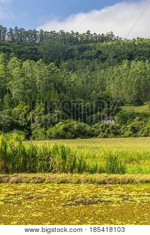 Farm With Corn Plantation And Eucalyptus Forest