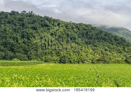 Soy Plantation And Forest